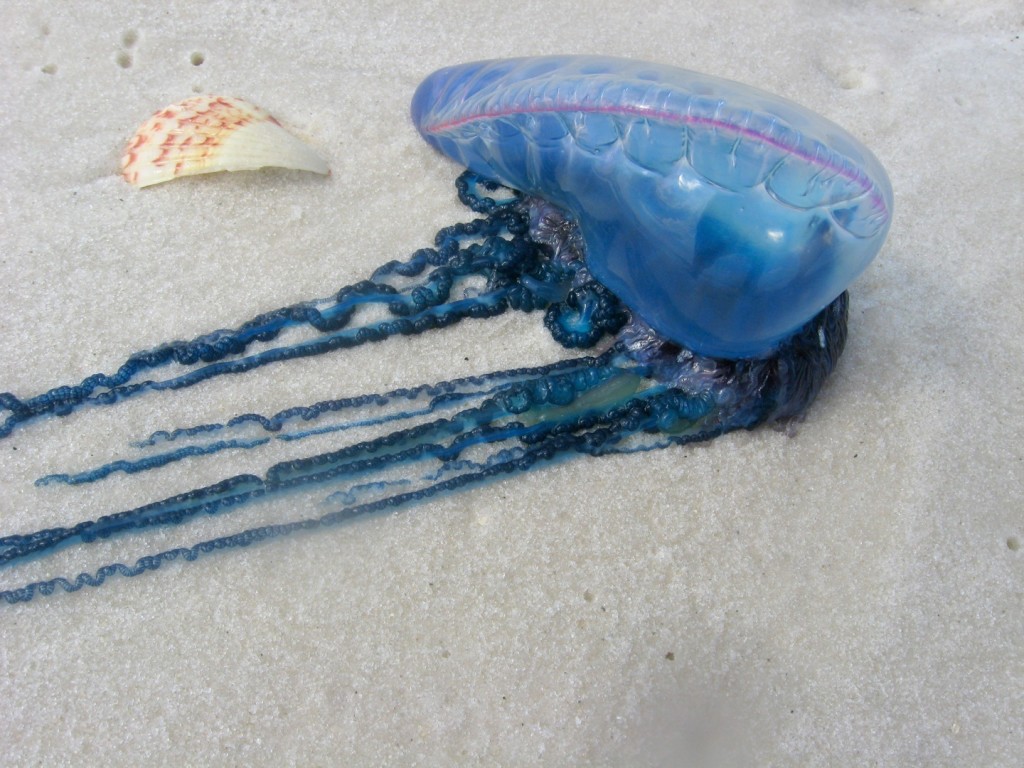 How to Treat a Jellyfish Sting and How to Prevent Them