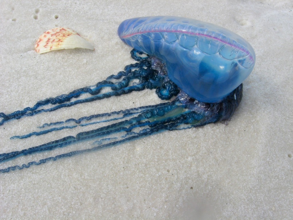 How To Treat A Jellyfish Sting And How To Prevent Them